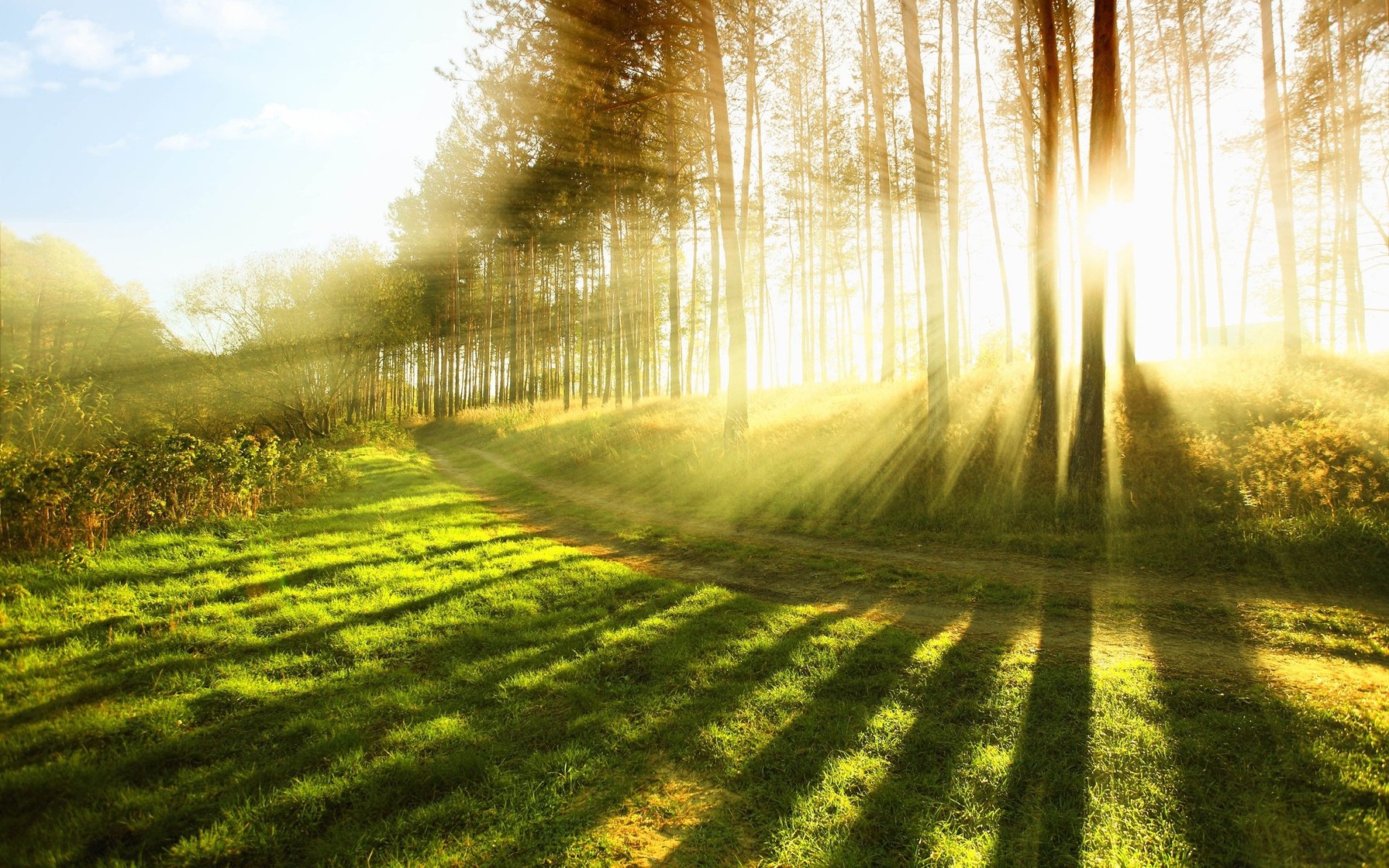 Sumbeams through the Forest